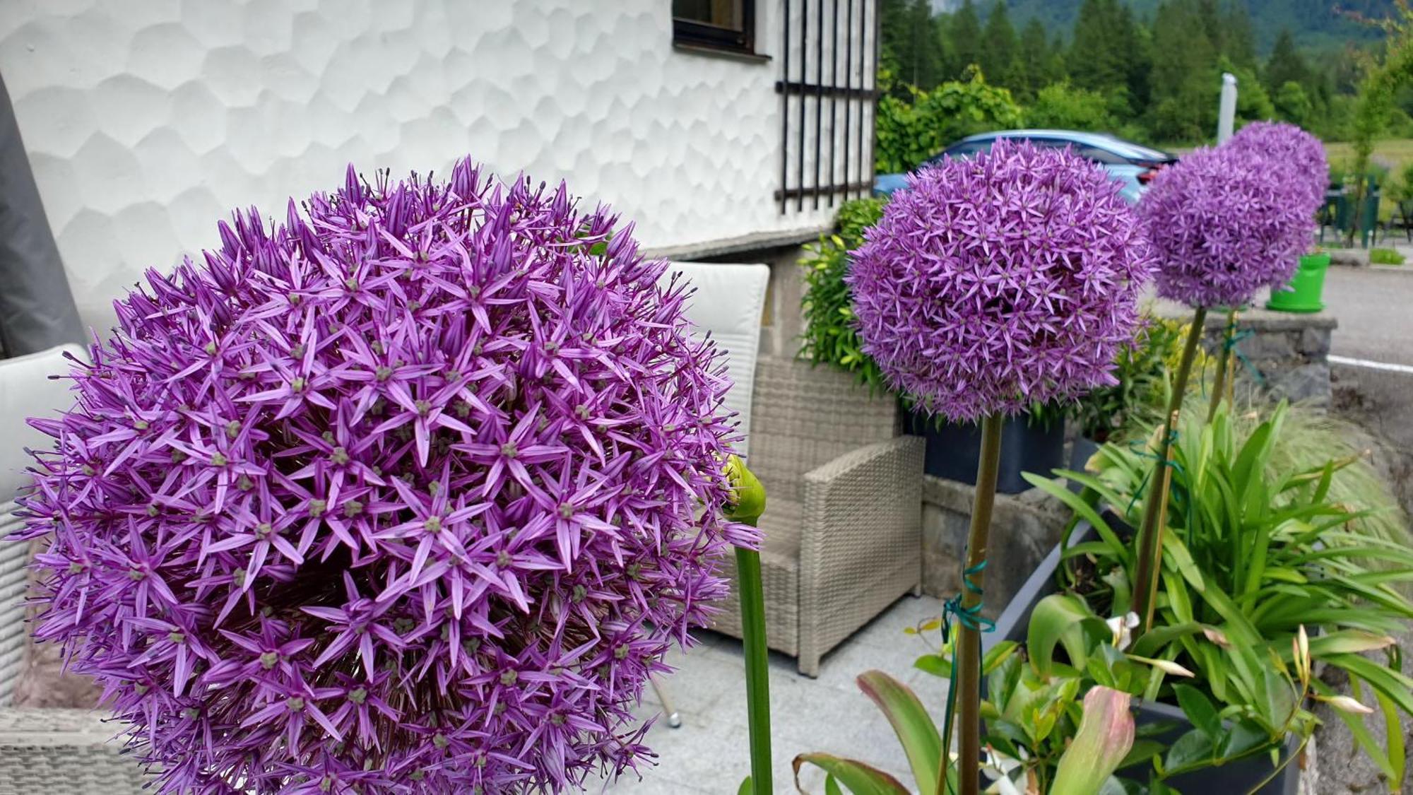 Haus Alpenblick Daire Obertraun Dış mekan fotoğraf